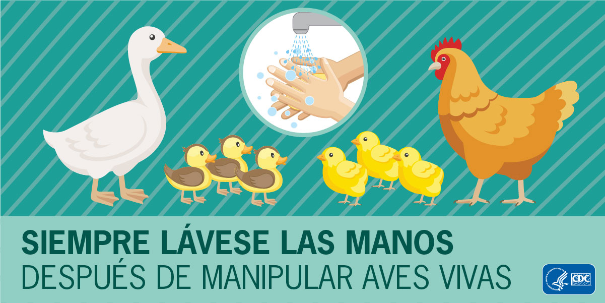 Los pollitos y patitos pueden ser portadores de gérmenes que enferman a niños y adultos. Lávese siempre las manos después de manipular pollos y patos vivos o sus huevos.
