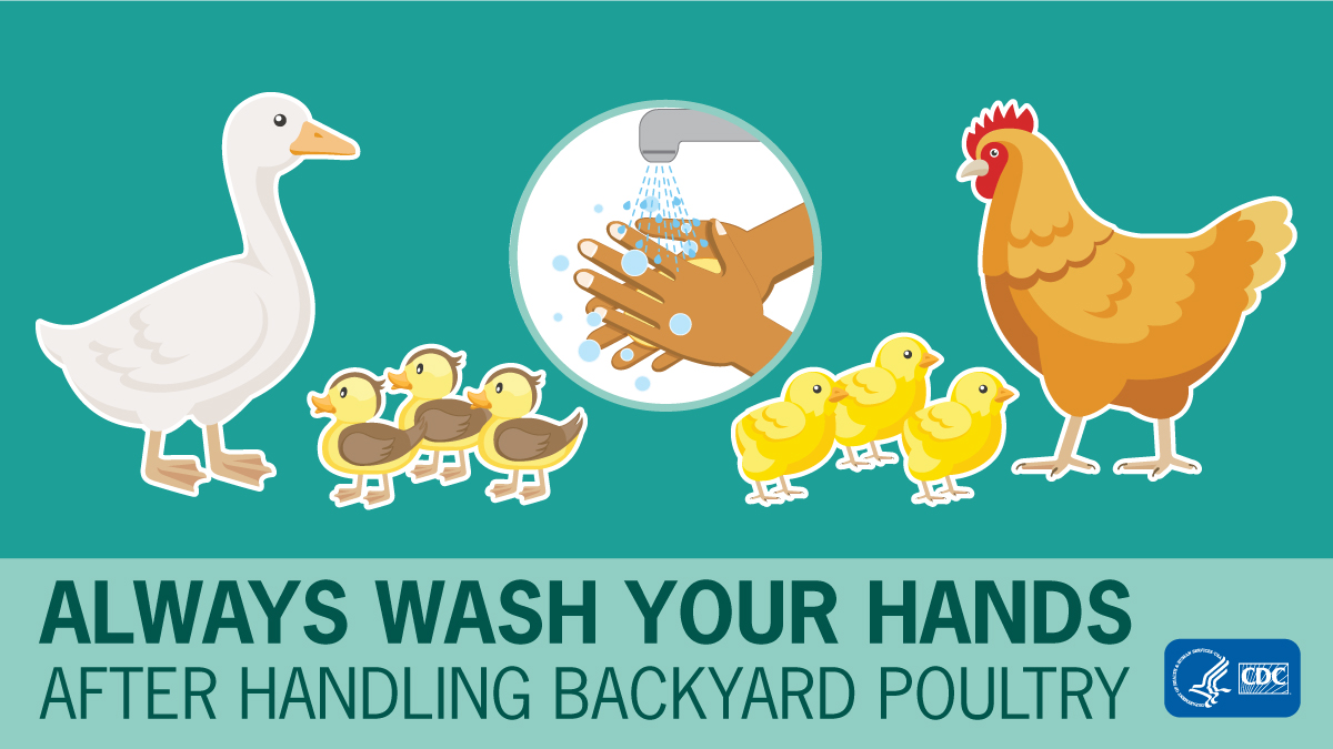 Chicks and ducklings can carry germs that make kids and adults sick. Always wash your hands after handling live chickens and ducks or their eggs. 
